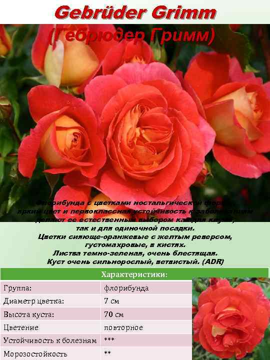 Gebrüder Grimm (Гебрюдер Гримм) Флорибунда с цветками ностальгической формы, яркий цвет и первоклассная устойчивость