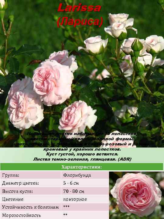 Larissa (Лариса) Небольшие плотно набитые (до 75 лепестков) цветки старинной квартированной формы, цвет -