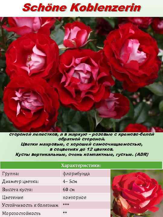 Schöne Koblenzerin (Шёне Кобленцерин) Роза с интересной игрой цвета. В холодную погоду цветки красные