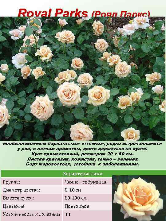 Royal Parks (Роял Паркс) Очень эффектная чайно-гибридная роза. Цветки махровые, крупные, цвета топленого молока