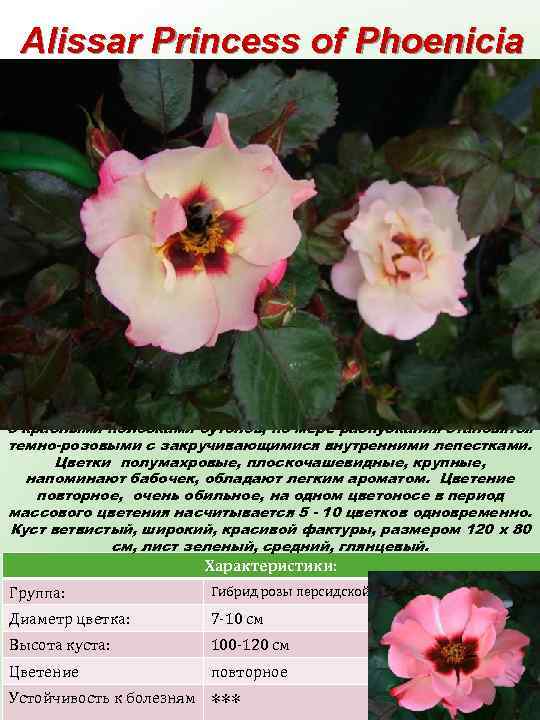 Alissar Princess of Phoenicia (Элисса Принцесса Финикийская) Кремовые с рубиново-красным центром и резным краем