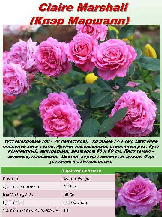 Claire Marshall (Клэр Маршалл) Цветки сиренево – розового богатого цвета, чашевидные, густомахровые (60 -