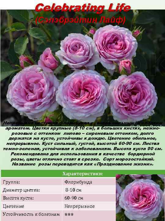 Celebrating Life (Сэлэбрэйтин Лайф) Непрерывно цветущая флорибунда с очень сильным и сладким ароматом. Цветки