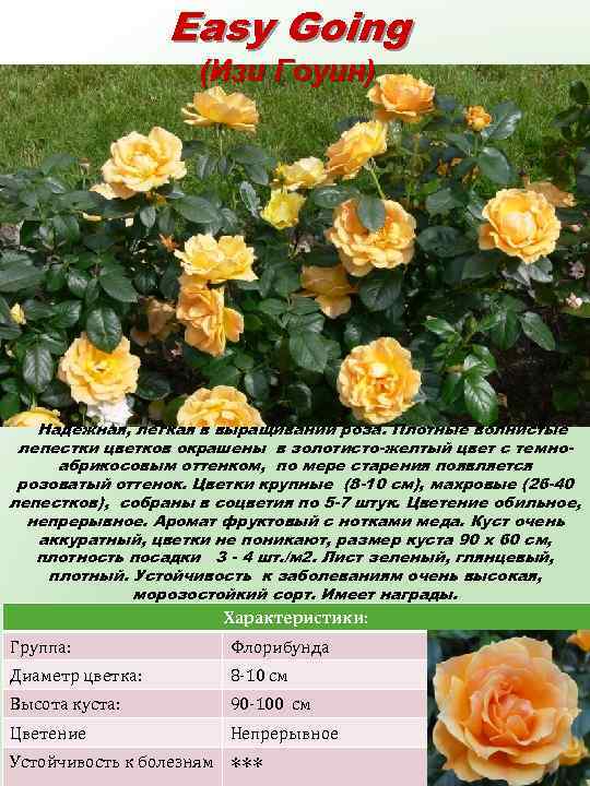 Easy Going (Изи Гоуин) Надежная, легкая в выращивании роза. Плотные волнистые лепестки цветков окрашены