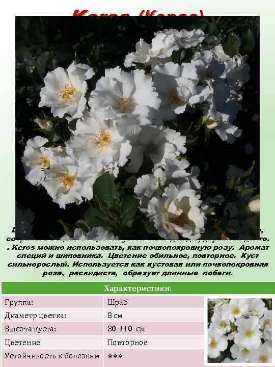 Keros (Керос) Цветки крупные, белые, полумахровые с волнистым краем, собраны в соцветия. Цветок устойчив