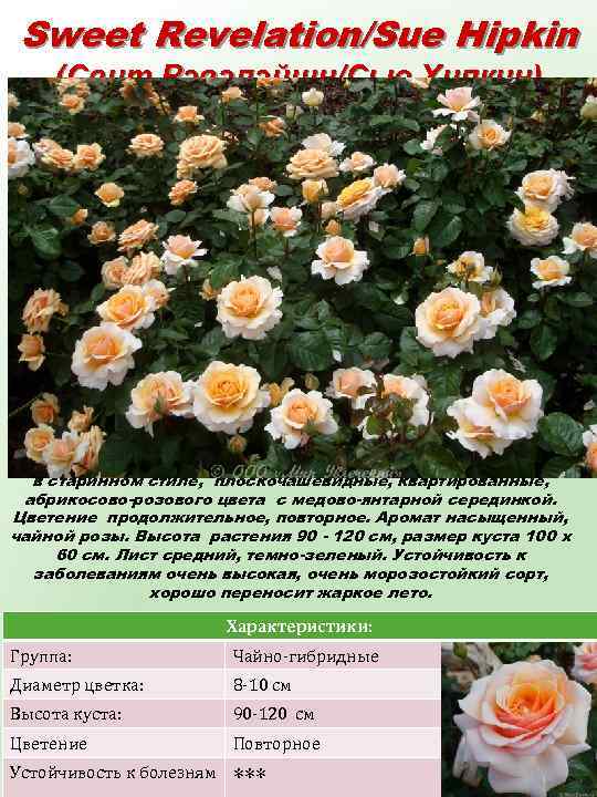 Sweet Revelation/Sue Hipkin (Свит Рэвэлэйшн/Сью Хипкин) Цветки крупные (8 -10 см), густомахровые (40 -