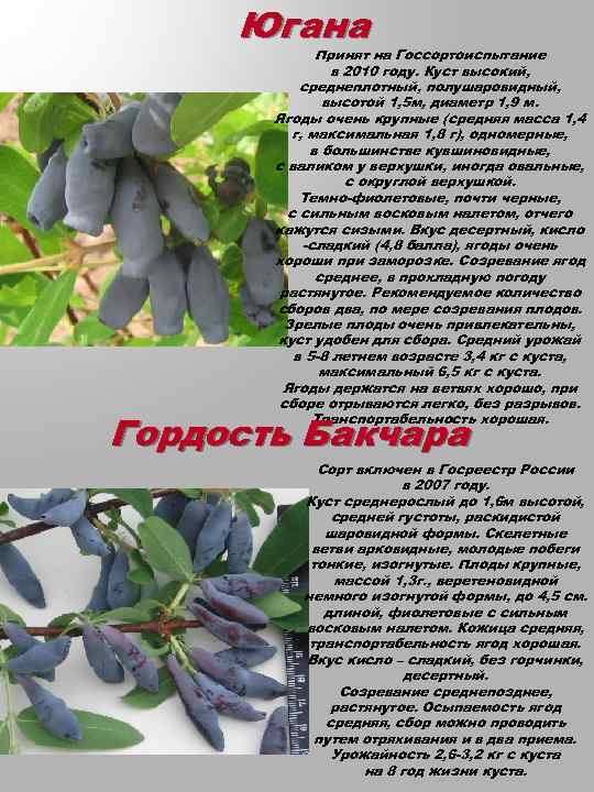 Югана Принят на Госсортоиспытание в 2010 году. Куст высокий, среднеплотный, полушаровидный, высотой 1, 5