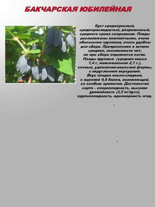 БАКЧАРСКАЯ ЮБИЛЕЙНАЯ Куст среднерослый, среднераскидистый, разреженный, среднего срока созревания. Плоды расположены компактными, очень обильными