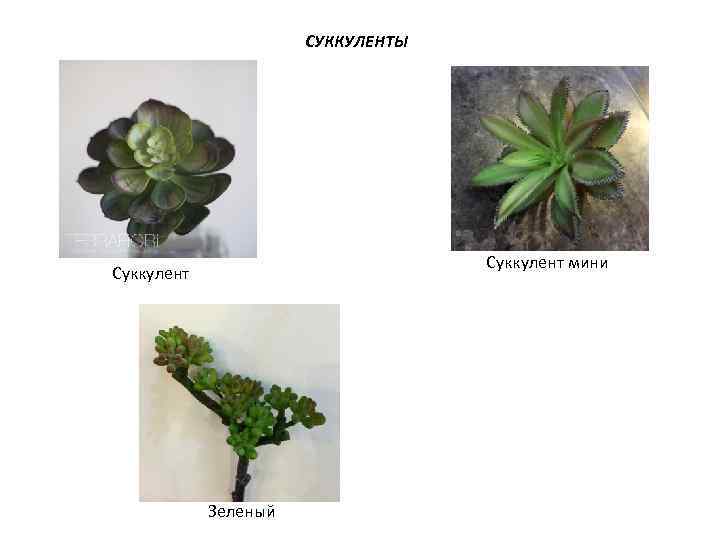 СУККУЛЕНТЫ Суккулент мини Суккулент Зеленый 