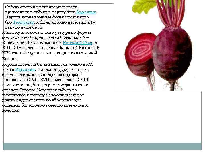 Свёклу очень ценили древние греки, приносившие свёклу в жертву богу Аполлону. Первые корнеплодные формы
