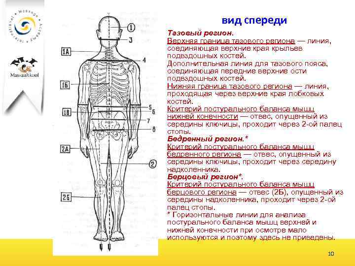 вид спереди Тазовый регион. Верхняя граница тазового региона — линия, соединяющая верхние края крыльев