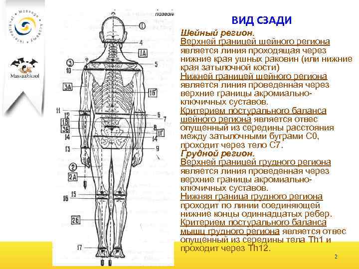 ВИД СЗАДИ Шейный регион. Верхней границей шейного региона является линия проходящая через нижние края