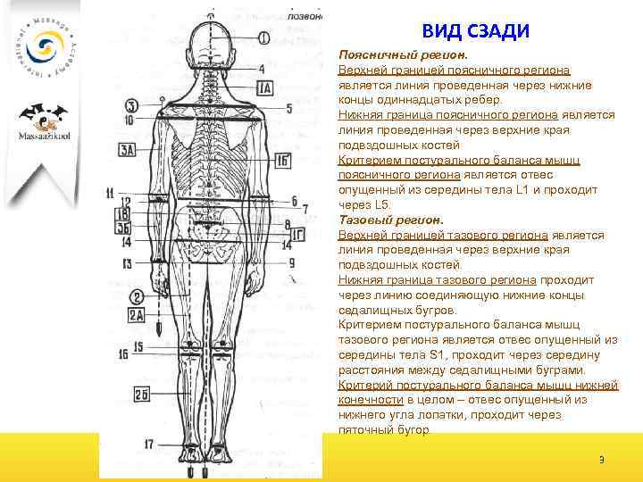 ВИД СЗАДИ Поясничный регион. Верхней границей поясничного региона является линия проведенная через нижние концы
