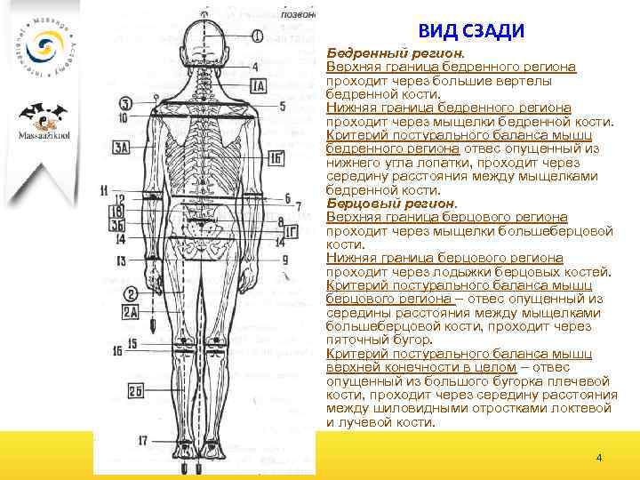 ВИД СЗАДИ Бедренный регион. Верхняя граница бедренного региона проходит через большие вертелы бедренной кости.