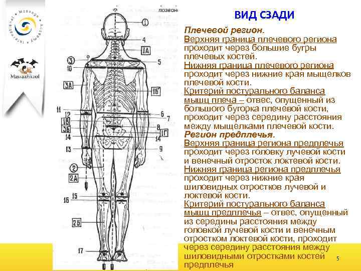 ВИД СЗАДИ Плечевой регион. Верхняя граница плечевого региона проходит через большие бугры плечевых костей.