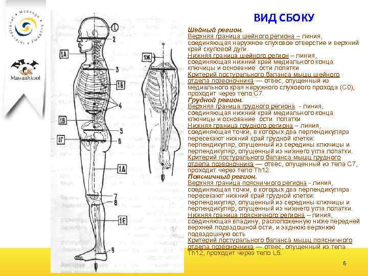 ВИД СБОКУ Шейный регион. Верхняя граница шейного региона – линия, соединяющая наружное слуховое отверстие