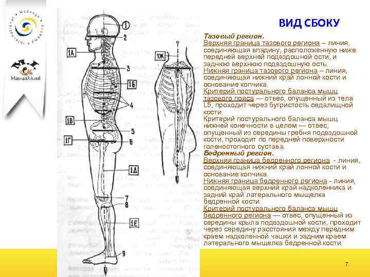 ВИД СБОКУ Тазовый регион. Верхняя граница тазового региона – линия, соединяющая впадину, расположенную ниже