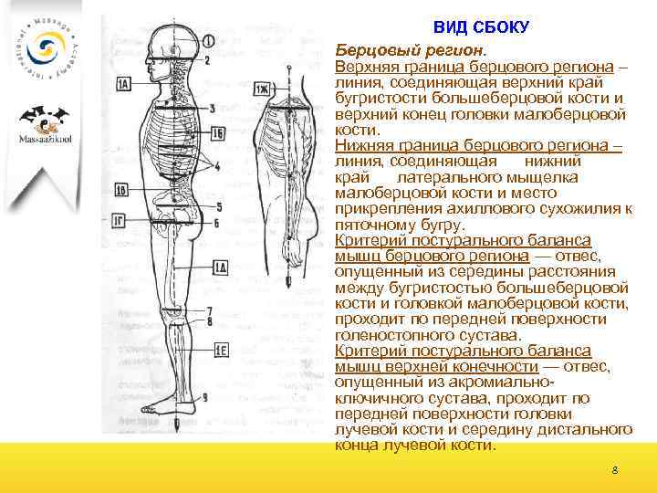 ВИД СБОКУ Берцовый регион. Верхняя граница берцового региона – линия, соединяющая верхний край бугристости