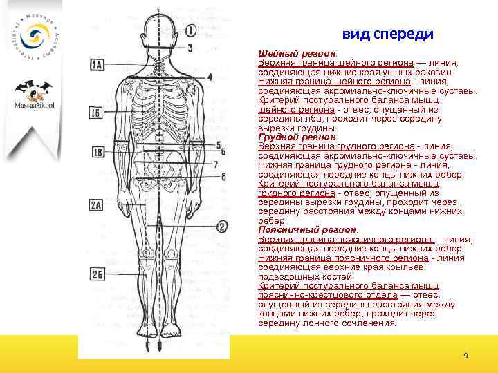 вид спереди Шейный регион. Верхняя граница шейного региона — линия, соединяющая нижние края ушных
