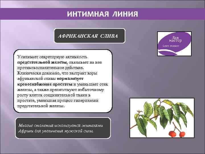 ИНТИМНАЯ ЛИНИЯ АФРИКАНСКАЯ СЛИВА Усиливает секреторную активность предстательной железы, оказывает на нее противовоспалительное действие.