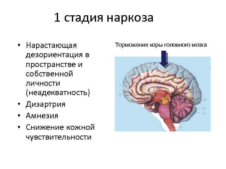 1 стадия наркоза • Нарастающая дезориентация в пространстве и собственной личности (неадекватность) • Дизартрия