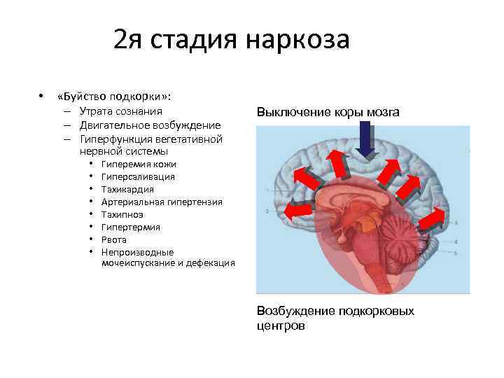 2 я стадия наркоза • «Буйство подкорки» : – Утрата сознания – Двигательное возбуждение