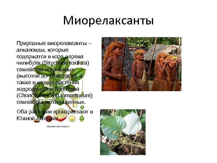 Миорелаксанты Природные миорелаксанты – алкалоиды, которые содержатся в коре дерева чилибухи (Strychnos toxifera) семейства