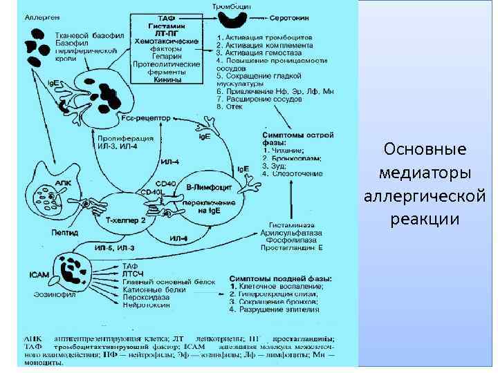 Основные медиаторы аллергической реакции 