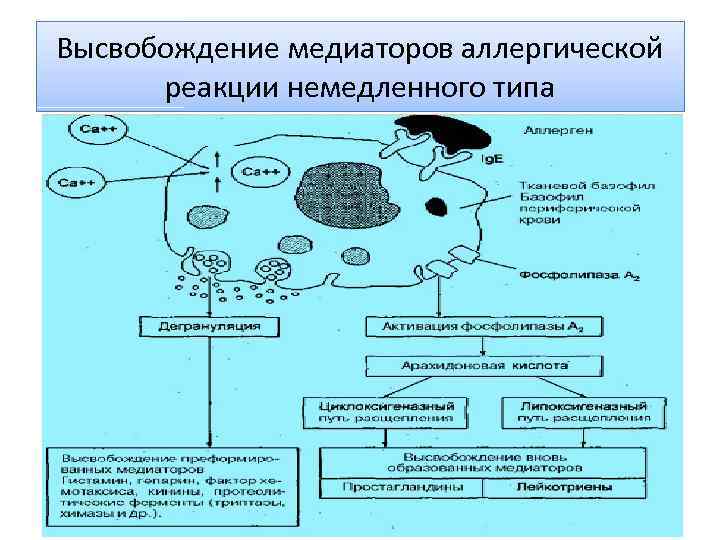 Высвобождение медиаторов аллергической реакции немедленного типа 