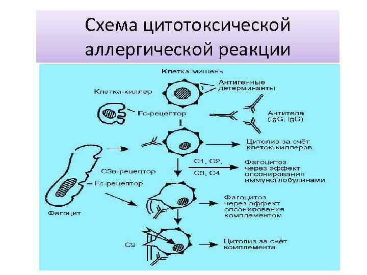 Схема цитотоксической аллергической реакции 