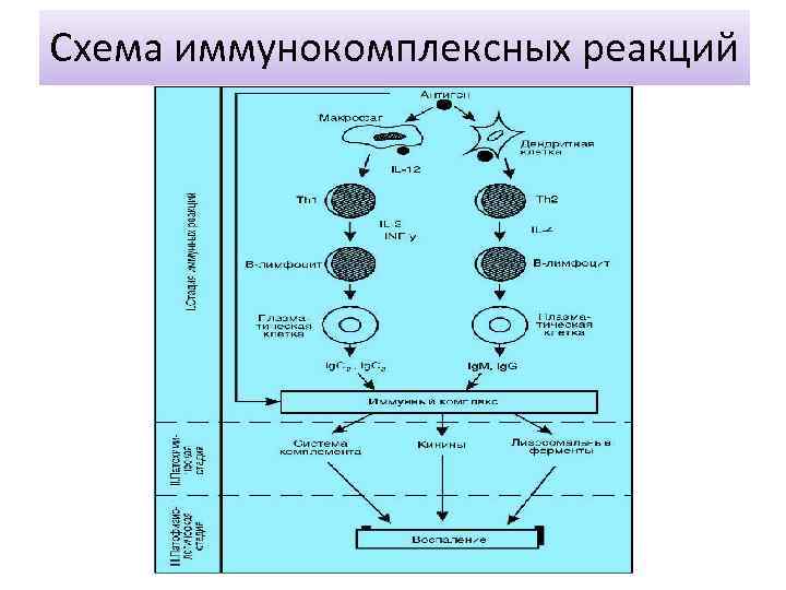 Типы аллергических реакций схема