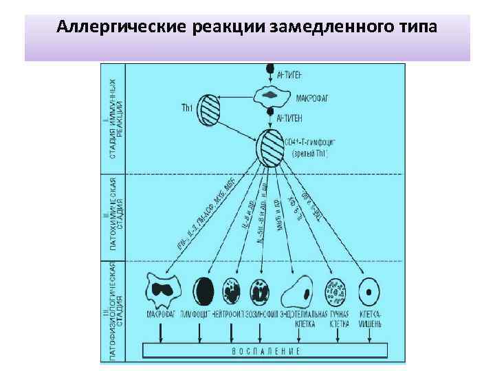 Аллергические реакции замедленного типа 