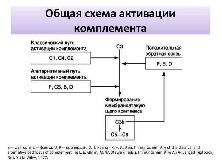 Общая схема активации комплемента B— фактор B, D— фактор D, P— пропердин. D. T.