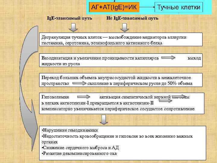 Ig. E-зависимый путь Не Ig. E-зависимый путь Дегрануляция тучных клеток — высвобождение медиаторов аллергии