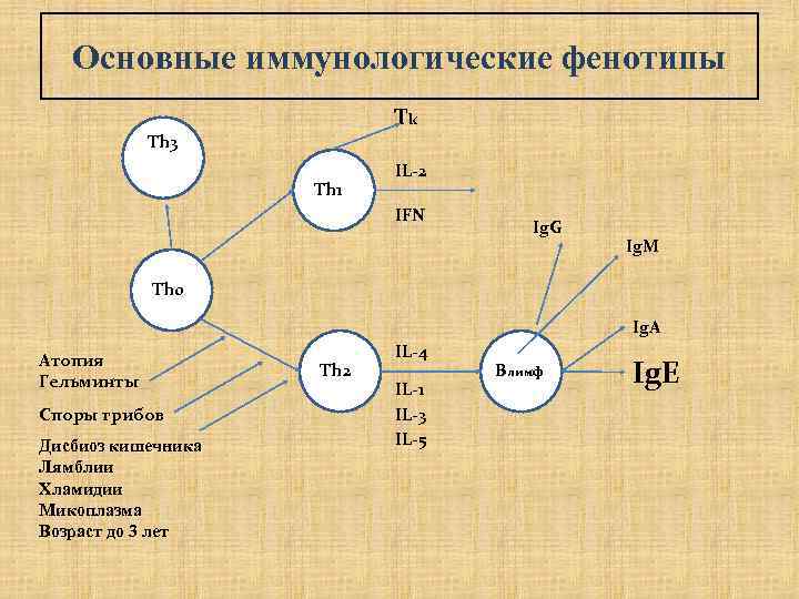 Основные иммунологические фенотипы Tk Th 3 Th 1 IL-2 IFN Ig. G Ig. M