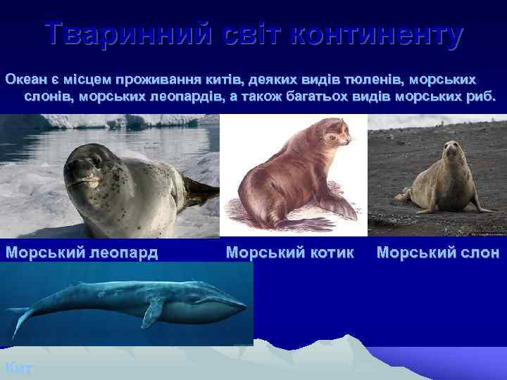 Тваринний світ континенту Океан є місцем проживання китів, деяких видів тюленів, морських слонів, морських