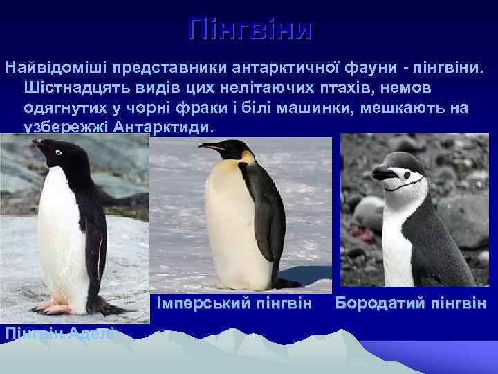 Пінгвіни Найвідоміші представники антарктичної фауни - пінгвіни. Шістнадцять видів цих нелітаючих птахів, немов одягнутих