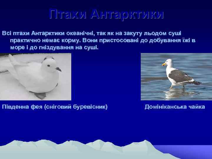 Птахи Антарктики Всі птахи Антарктики океанічні, так як на закуту льодом суші практично немає