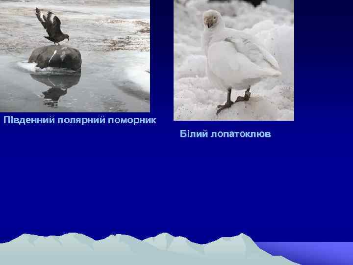 Південний полярний поморник Білий лопатоклюв 