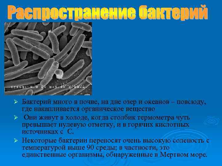 Бактерий много в почве, на дне озер и океанов – повсюду, где накапливается органическое