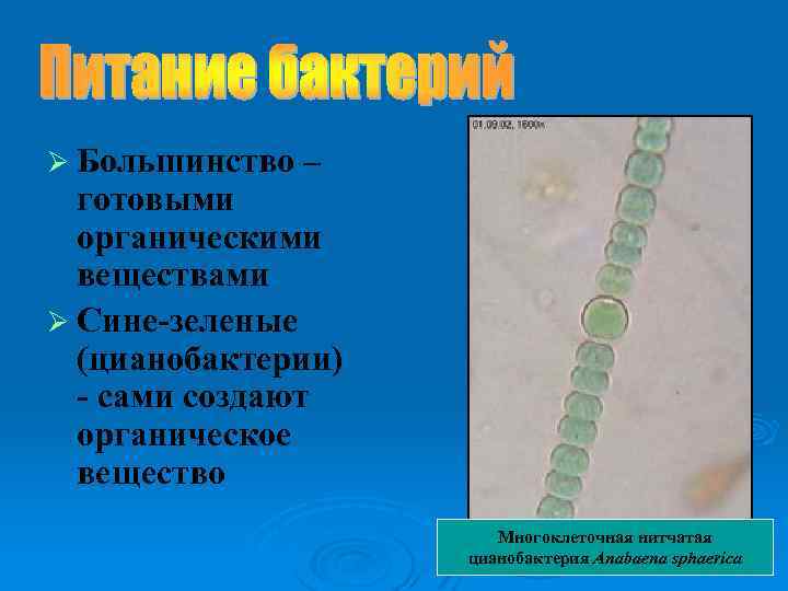 Ø Большинство – готовыми органическими веществами Ø Сине-зеленые (цианобактерии) - сами создают органическое вещество