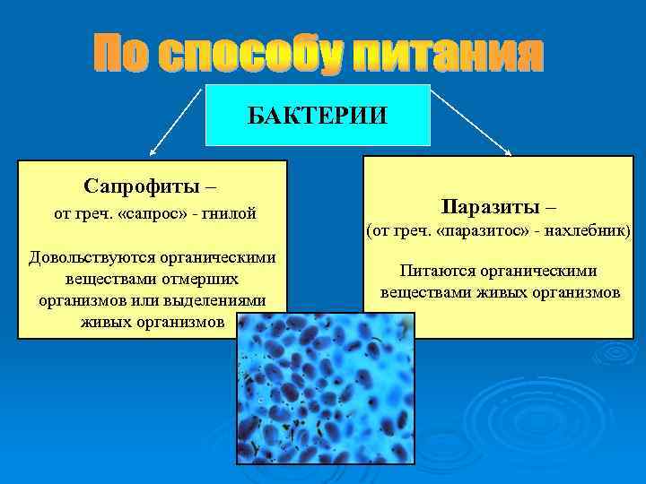 БАКТЕРИИ Сапрофиты – от греч. «сапрос» - гнилой Довольствуются органическими веществами отмерших организмов или