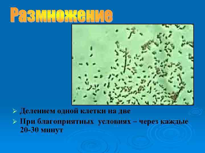 Делением одной клетки на две Ø При благоприятных условиях – через каждые 20 -30
