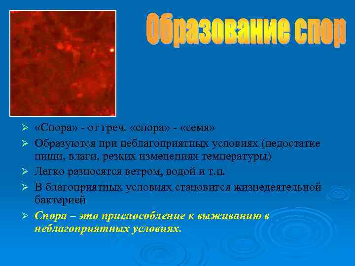 Ø Ø Ø «Спора» - от греч. «спора» - «семя» Образуются при неблагоприятных условиях
