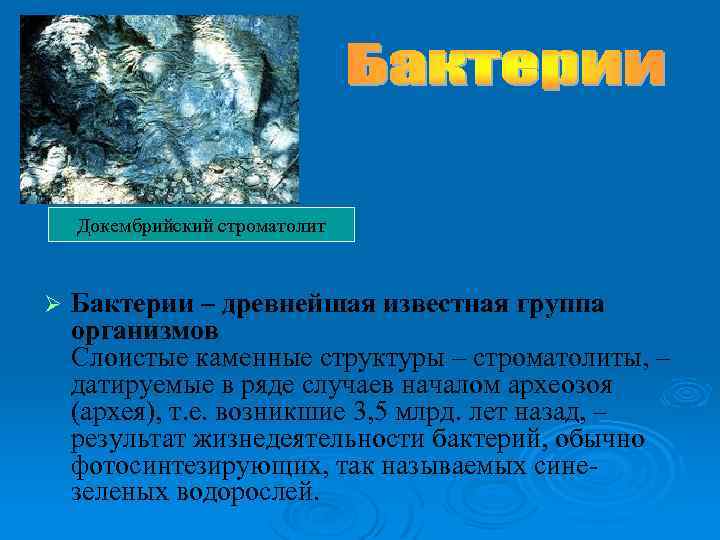 Докембрийский строматолит Ø Бактерии – древнейшая известная группа организмов Слоистые каменные структуры – строматолиты,