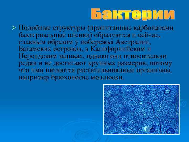 Ø Подобные структуры (пропитанные карбонатами бактериальные пленки) образуются и сейчас, главным образом у побережья