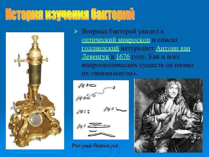Ø Впервые бактерий увидел в оптический микроскоп и описал голландский натуралист Антони ван Левенгук