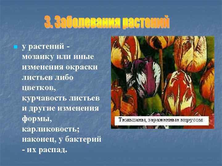 n у растений мозаику или иные изменения окраски листьев либо цветков, курчавость листьев и