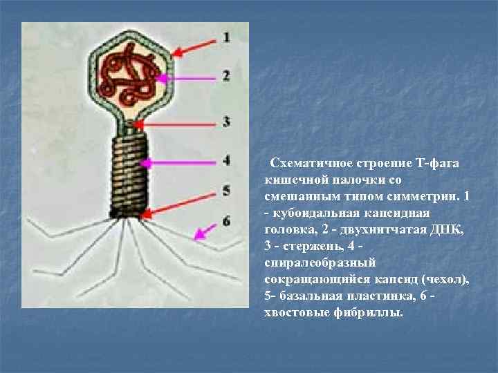  Схематичное строение Т-фага кишечной палочки со смешанным типом симметрии. 1 - кубоидальная капсидная