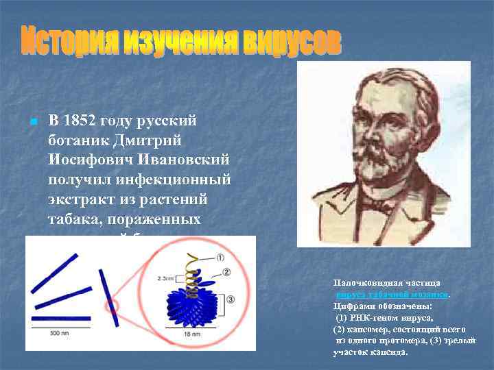 n В 1852 году русский ботаник Дмитрий Иосифович Ивановский получил инфекционный экстракт из растений